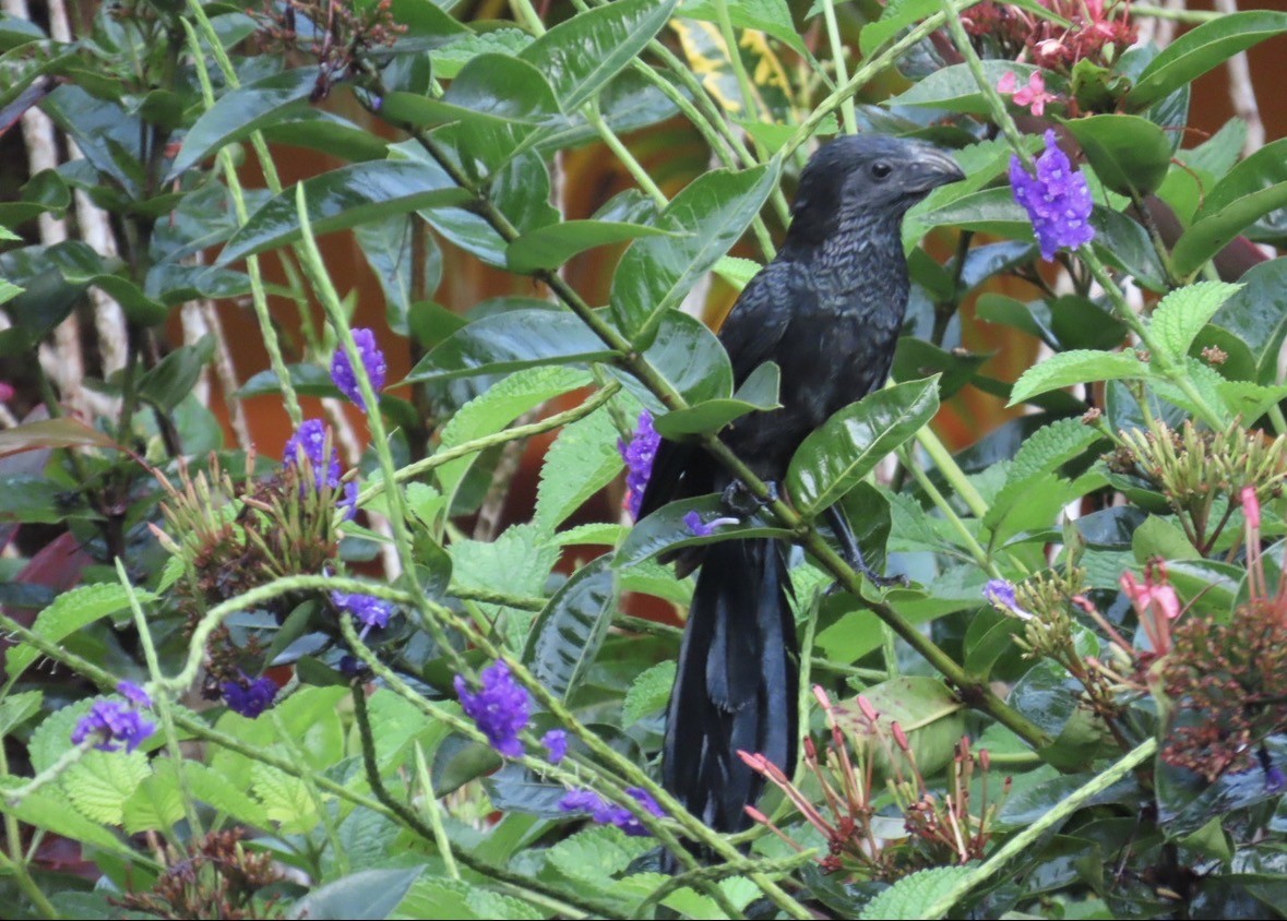 Groove-billed Ani - ML645720794