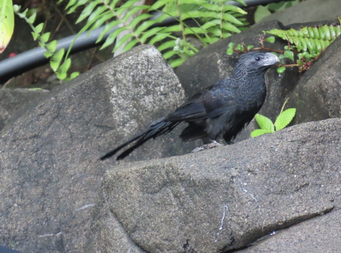 Groove-billed Ani - ML645720795