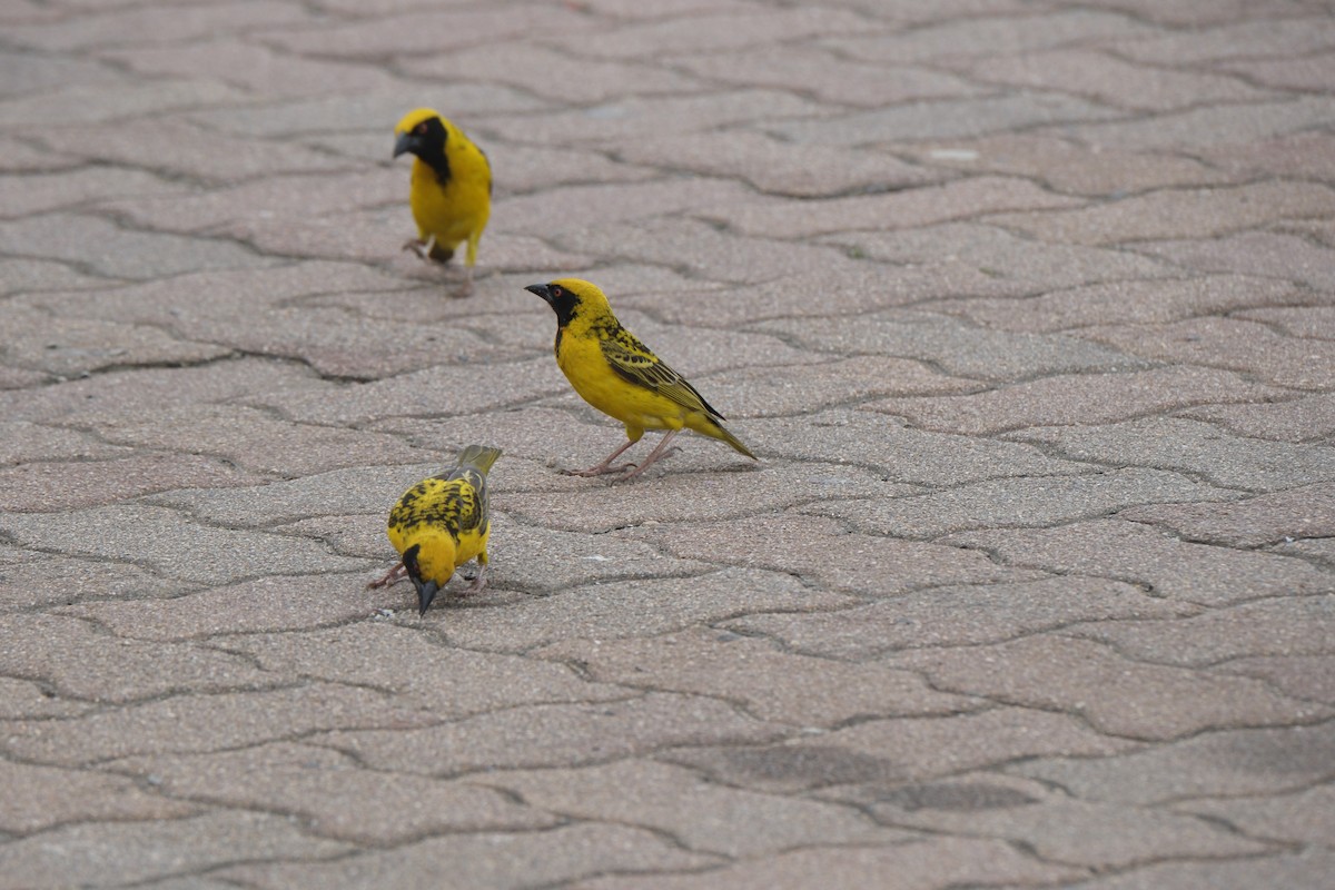 Village Weaver - ML645720801