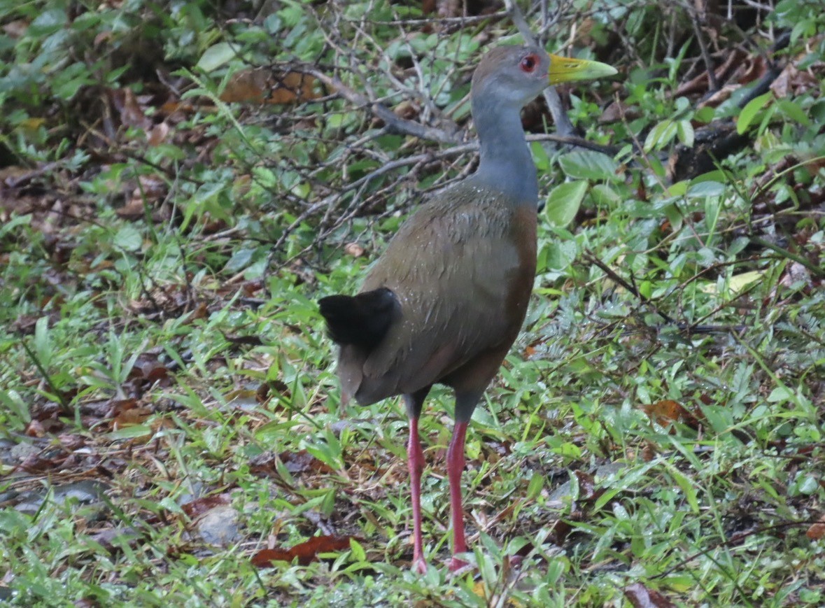 Gray-cowled Wood-Rail - ML645720802