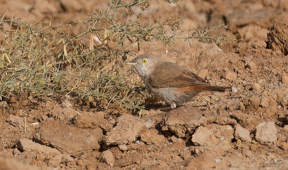 Asian Desert Warbler - ML645720803