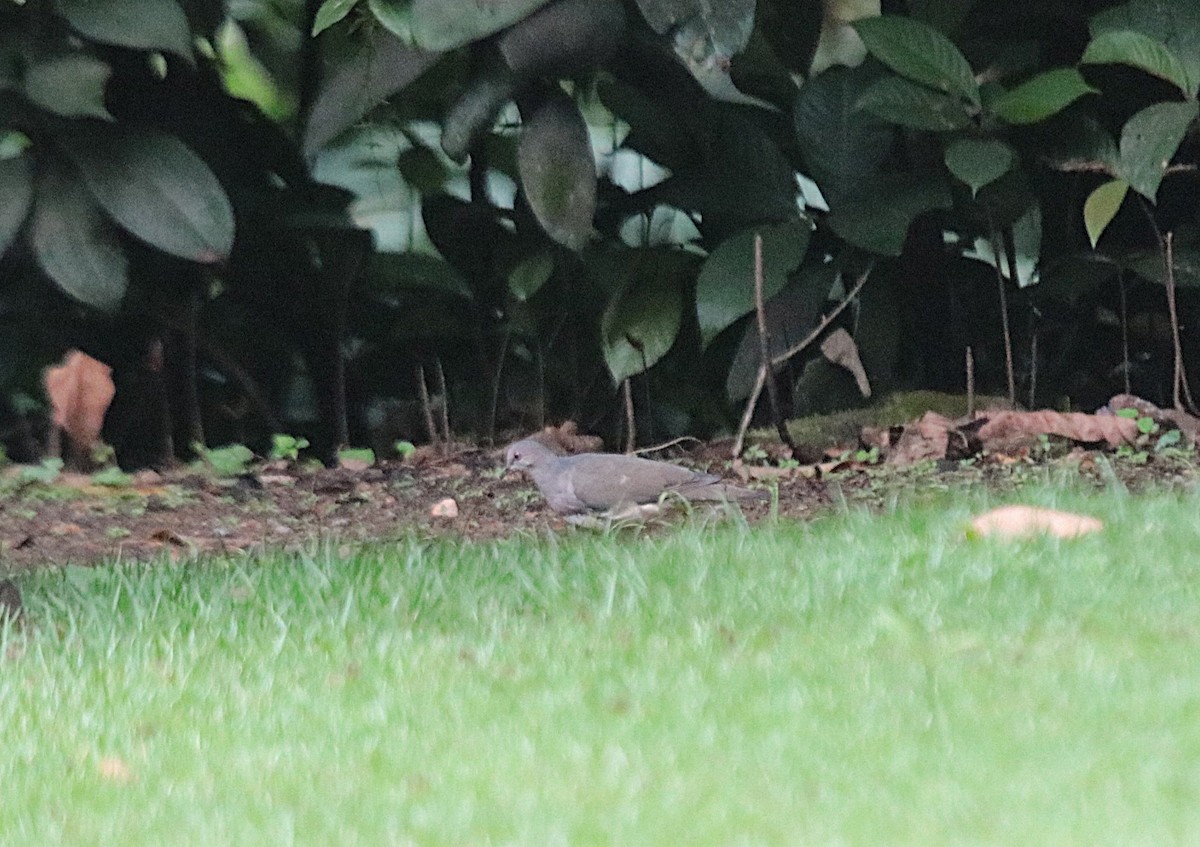 White-tipped Dove - ML645720804