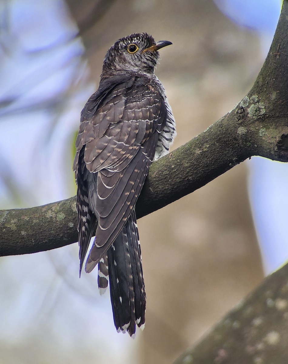 Common Cuckoo - ML645720805