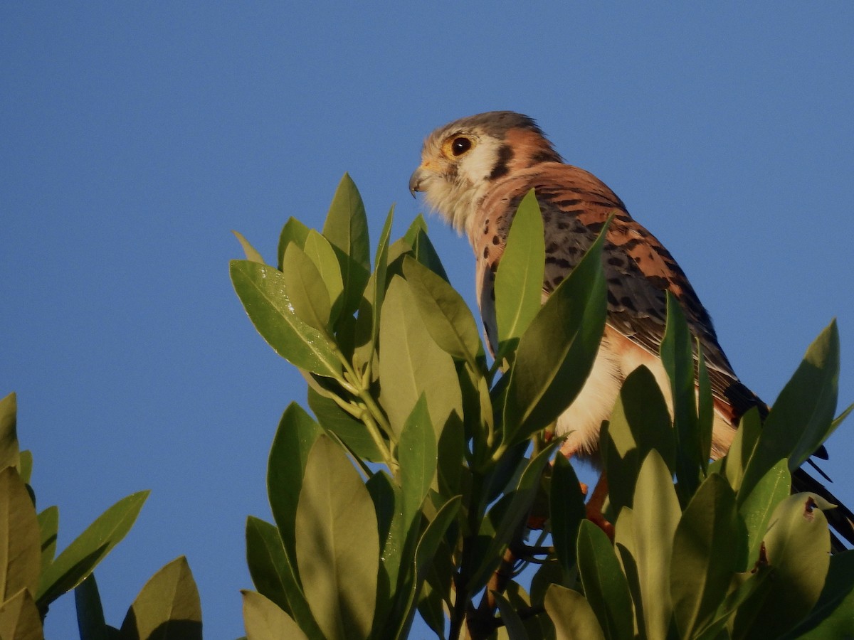 American Kestrel - ML645720806