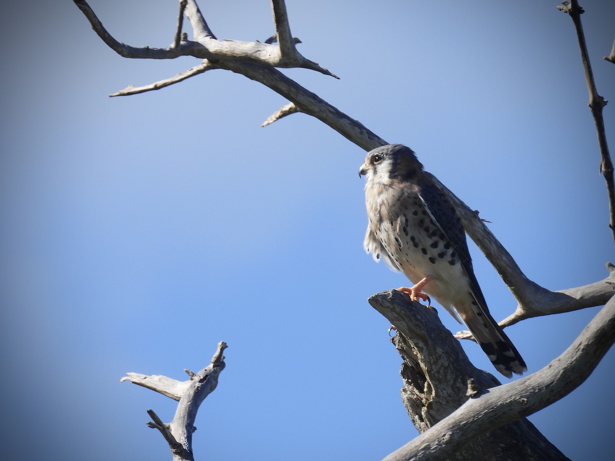 American Kestrel - ML645720807