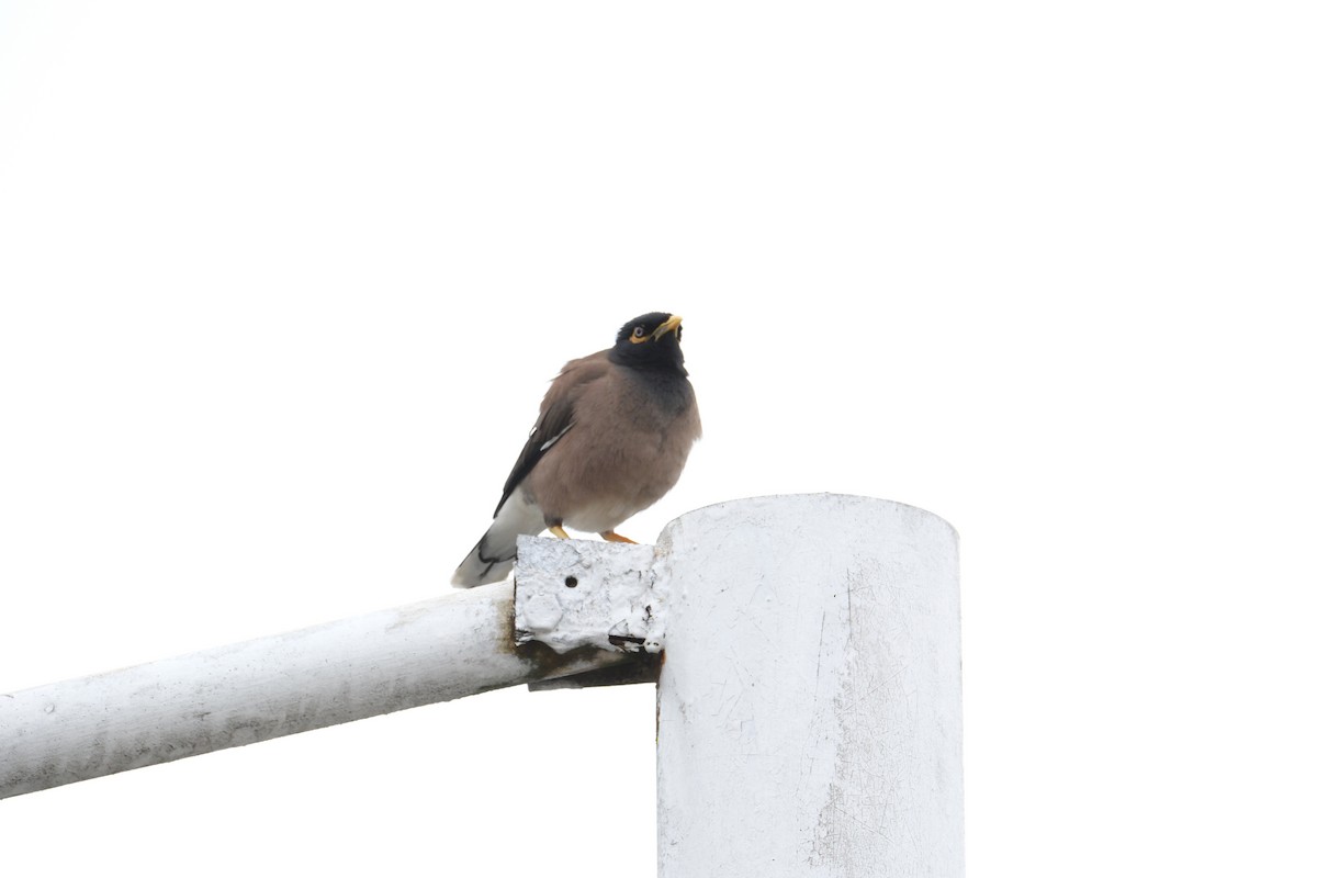 Common Myna - ML645720808