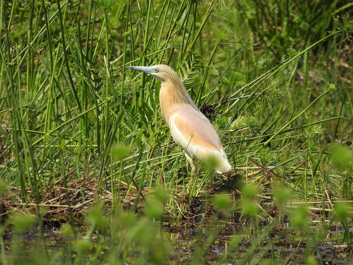 Squacco Heron - ML645720809
