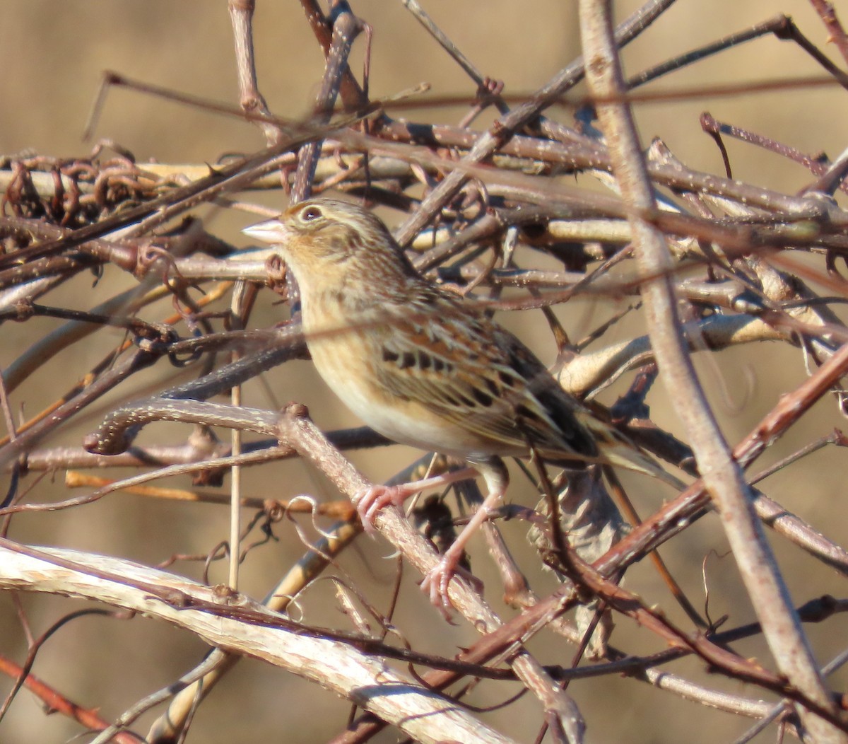Grasshopper Sparrow - ML645720810