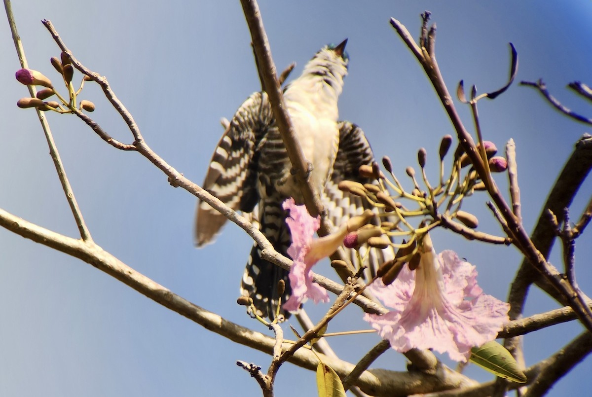 Dideric Cuckoo - ML645720812