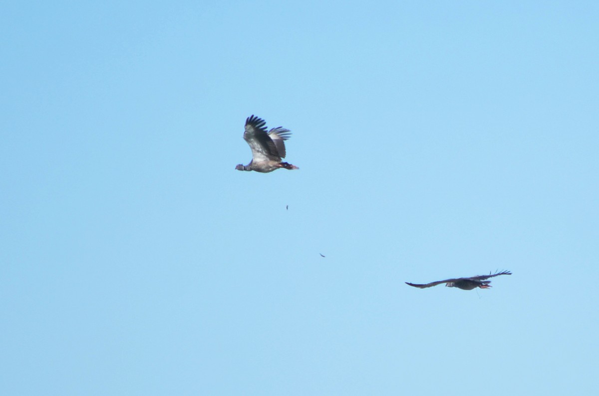 Southern Screamer - ML645720813