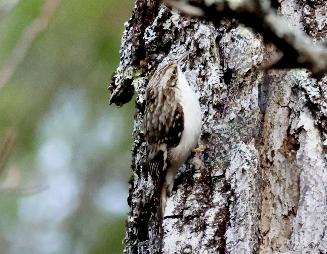 Brown Creeper - ML645720814