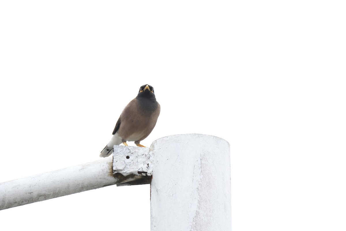 Common Myna - ML645720815