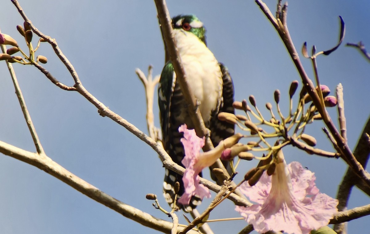 Dideric Cuckoo - ML645720816