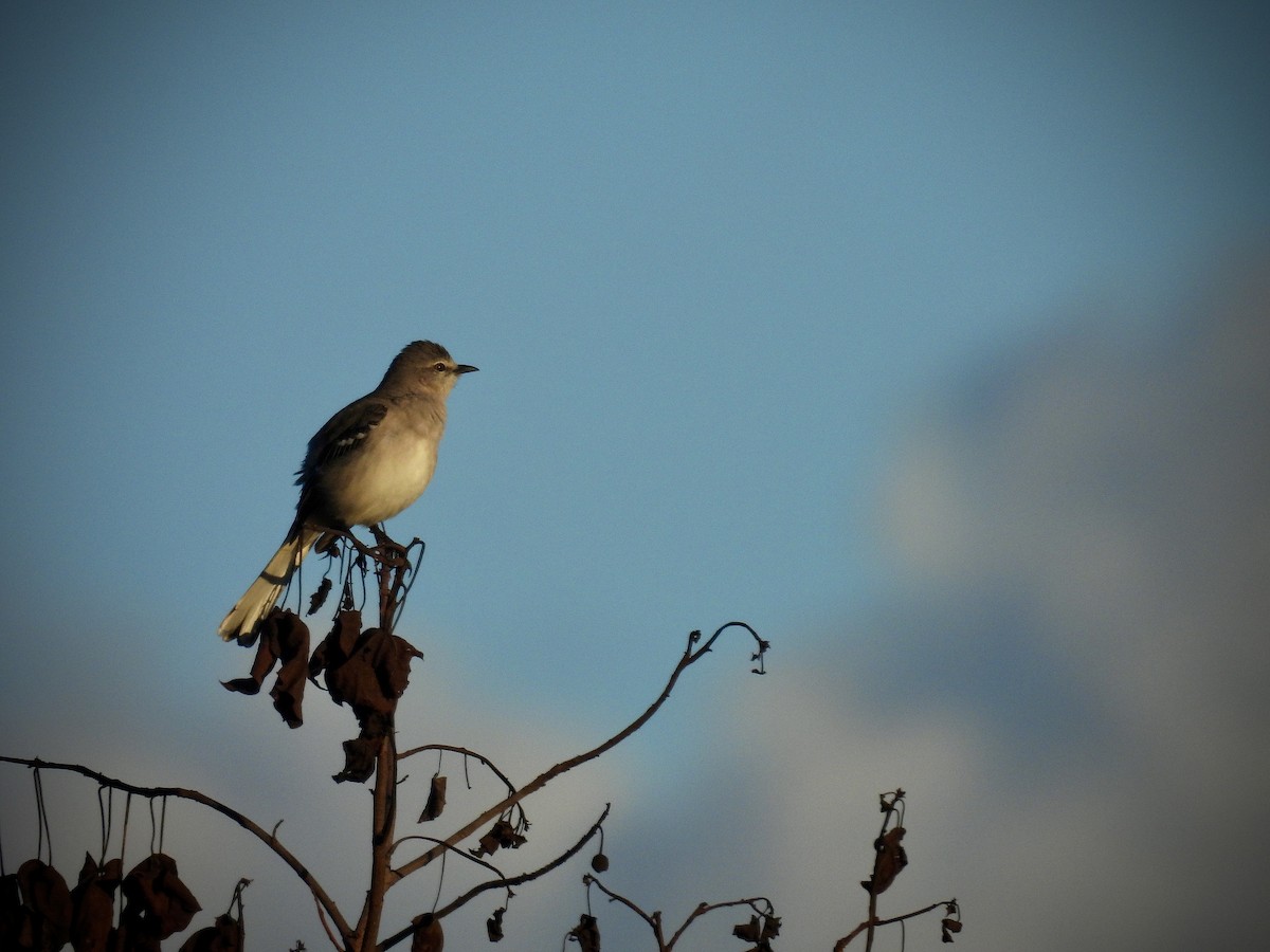 Northern Mockingbird - ML645720818