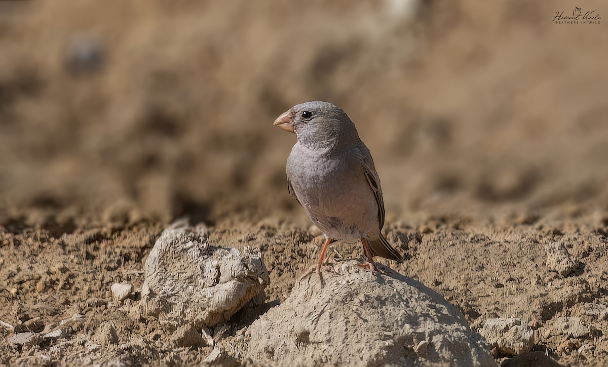 Trumpeter Finch - ML645720819