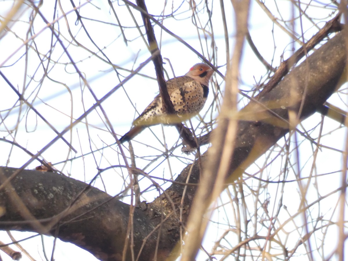 Northern Flicker - ML645720820
