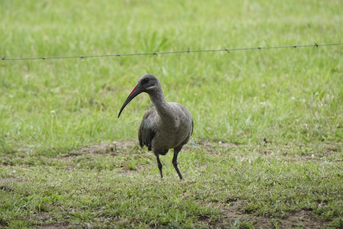 Hadada Ibis - ML645720823