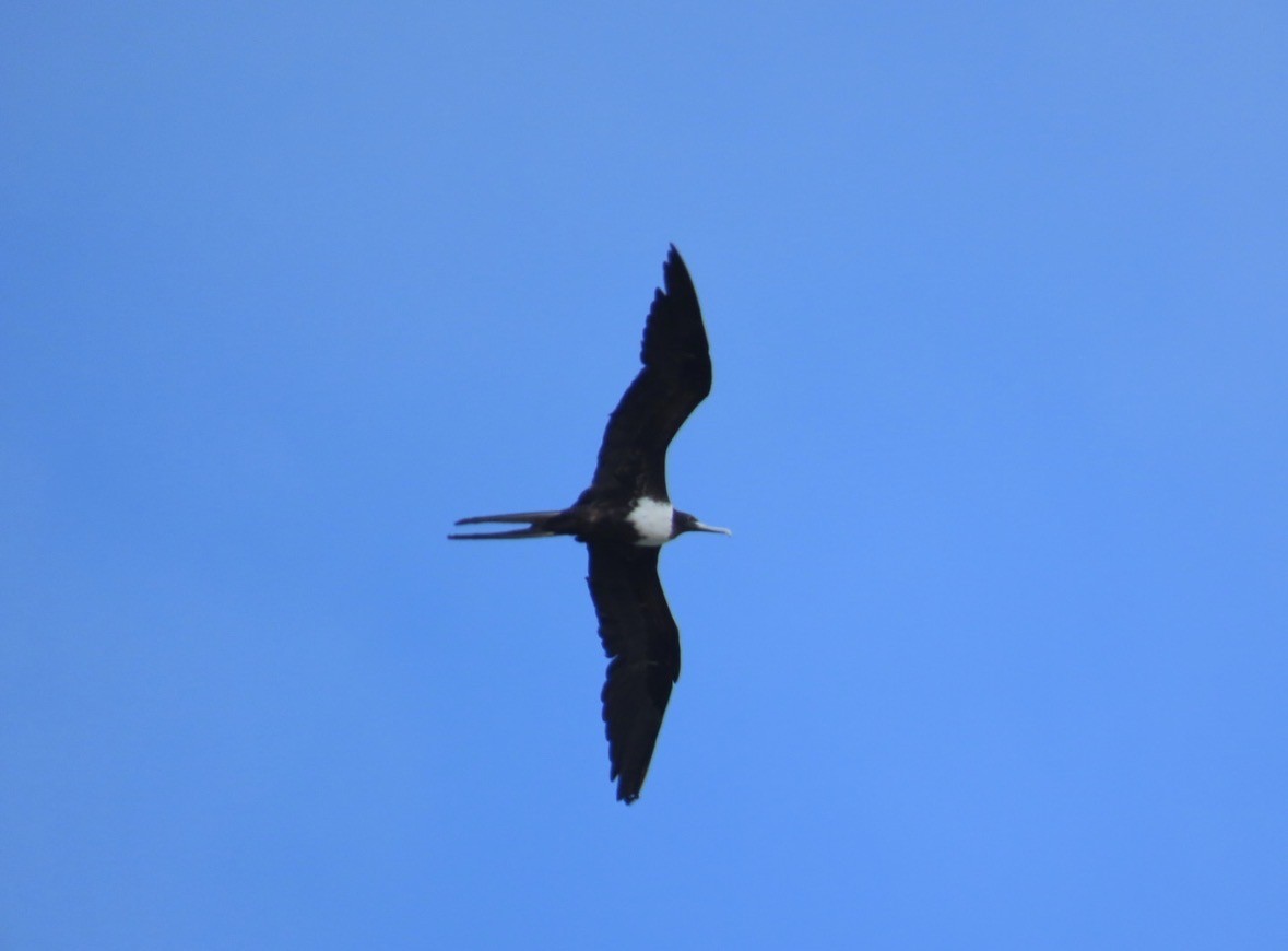 Magnificent Frigatebird - ML645720825