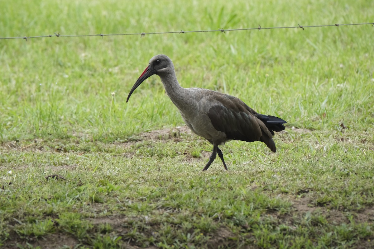 Hadada Ibis - ML645720826