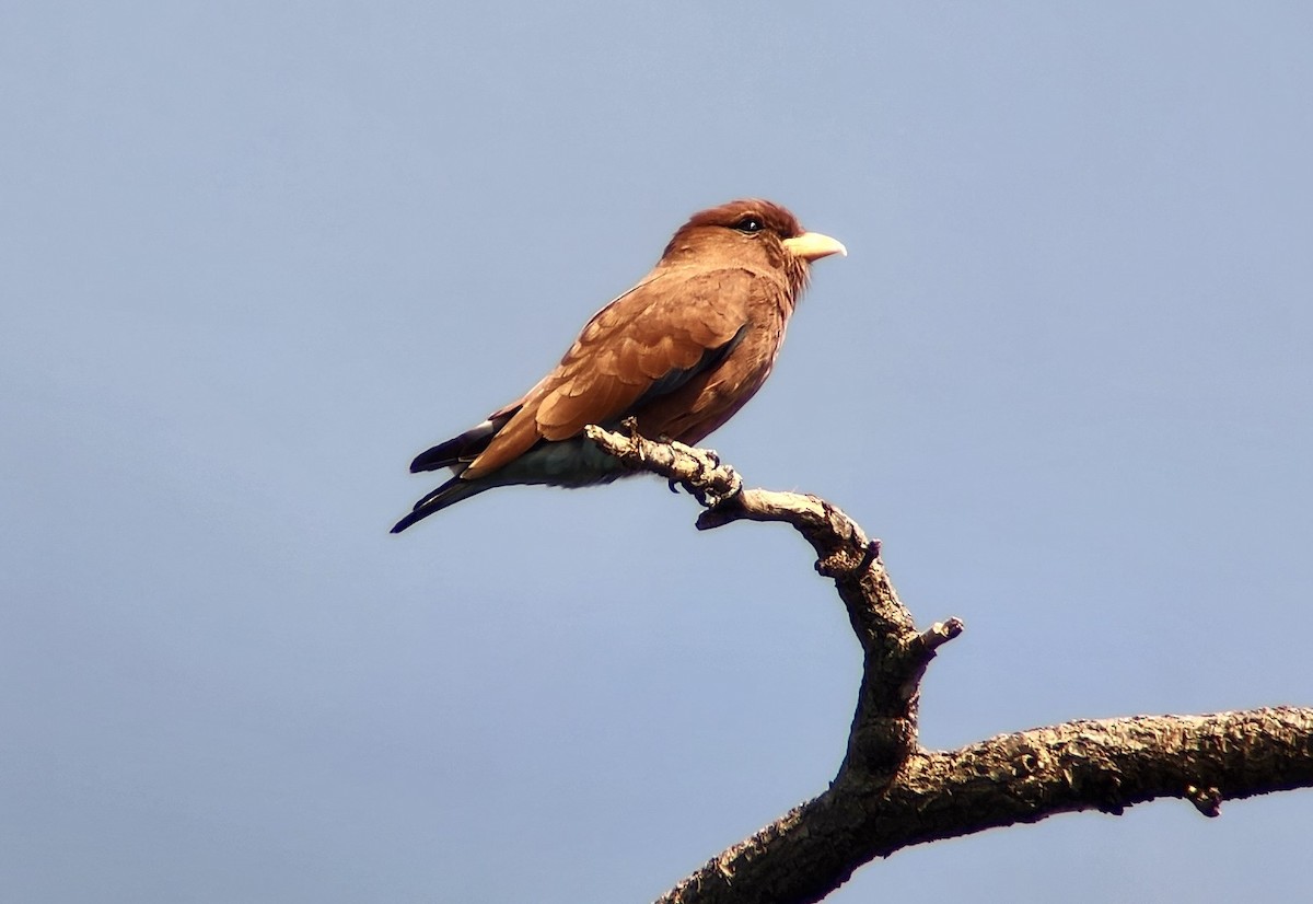 Broad-billed Roller - ML645720829