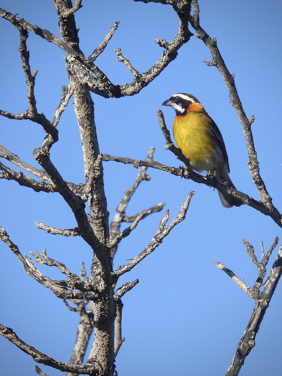 Puerto Rican Spindalis - ML645720830