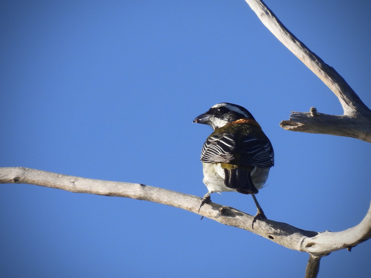 Puerto Rican Spindalis - ML645720831