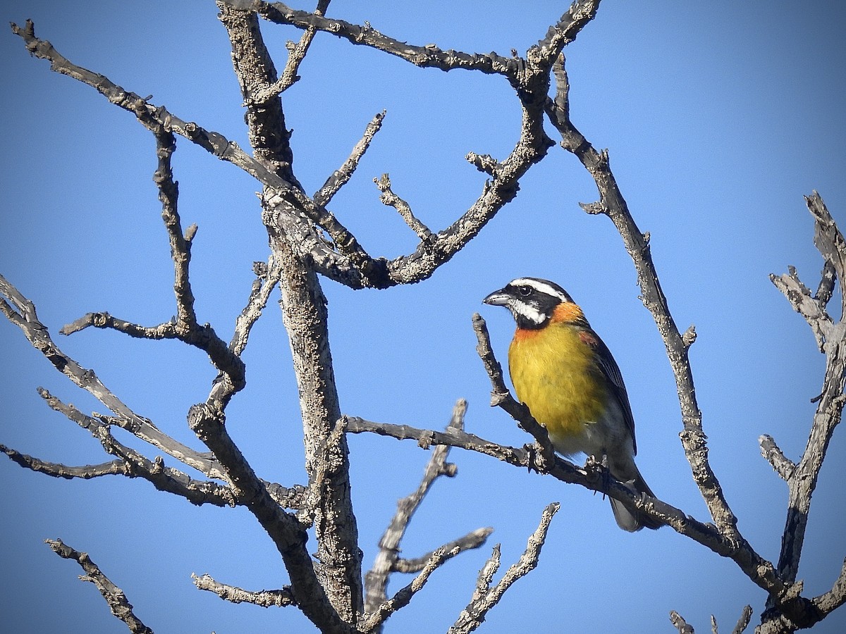 Puerto Rican Spindalis - ML645720833