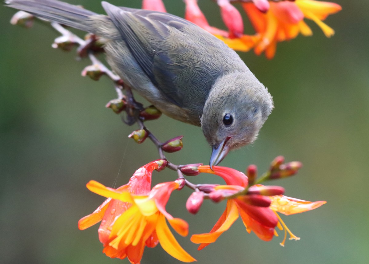 White-sided Flowerpiercer - ML645720845
