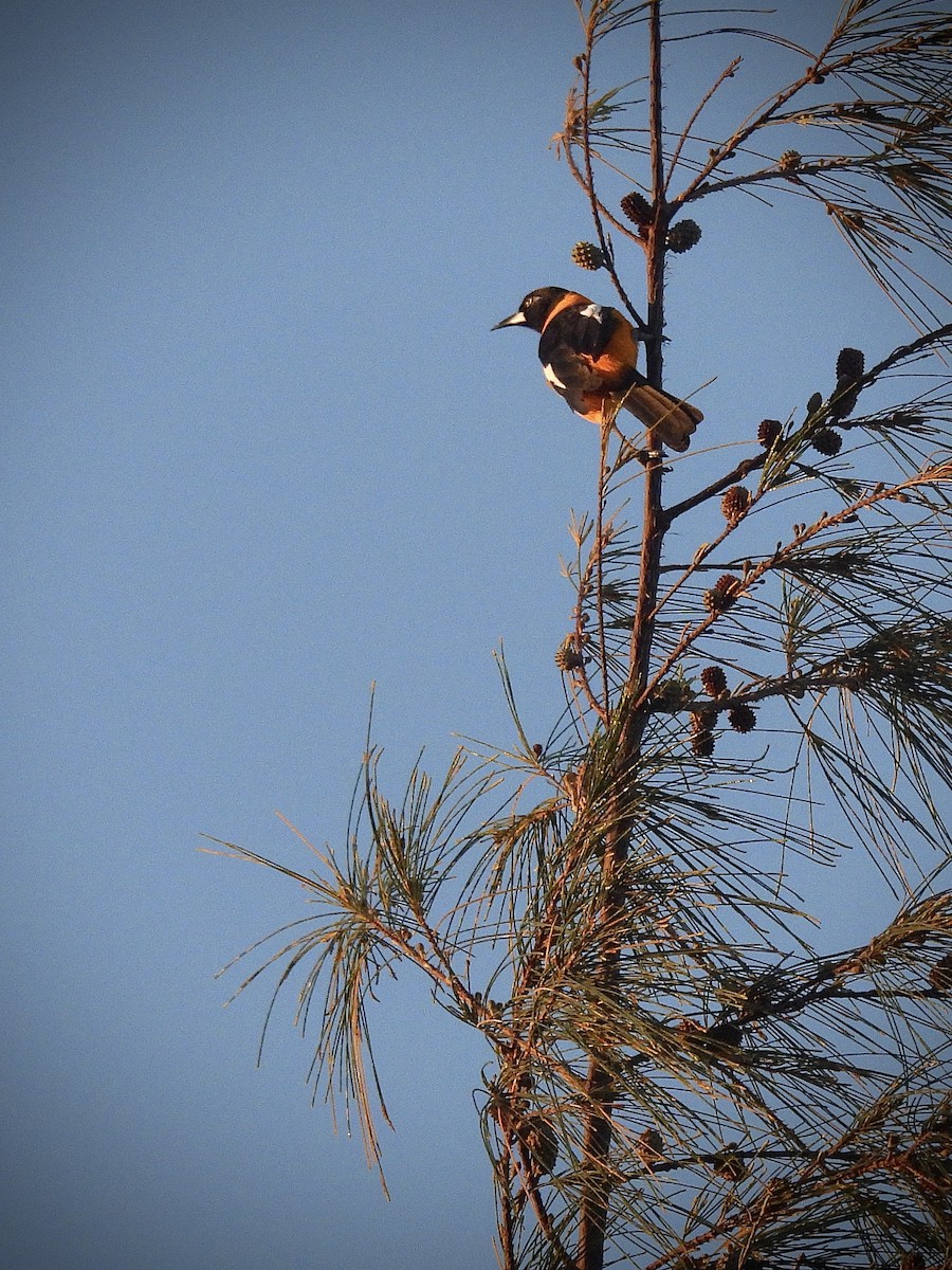 brilletrupial - ML645720847