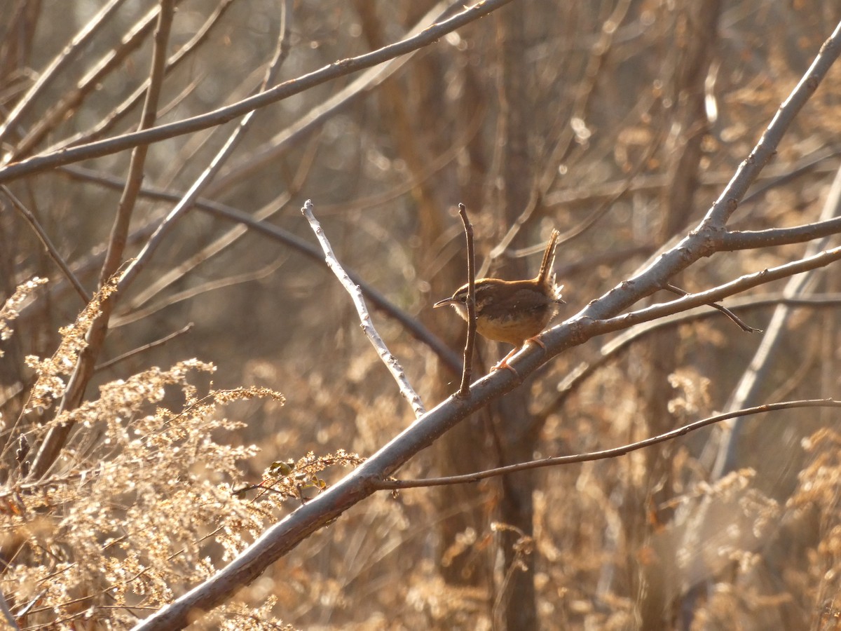 Carolina Wren - ML645720849