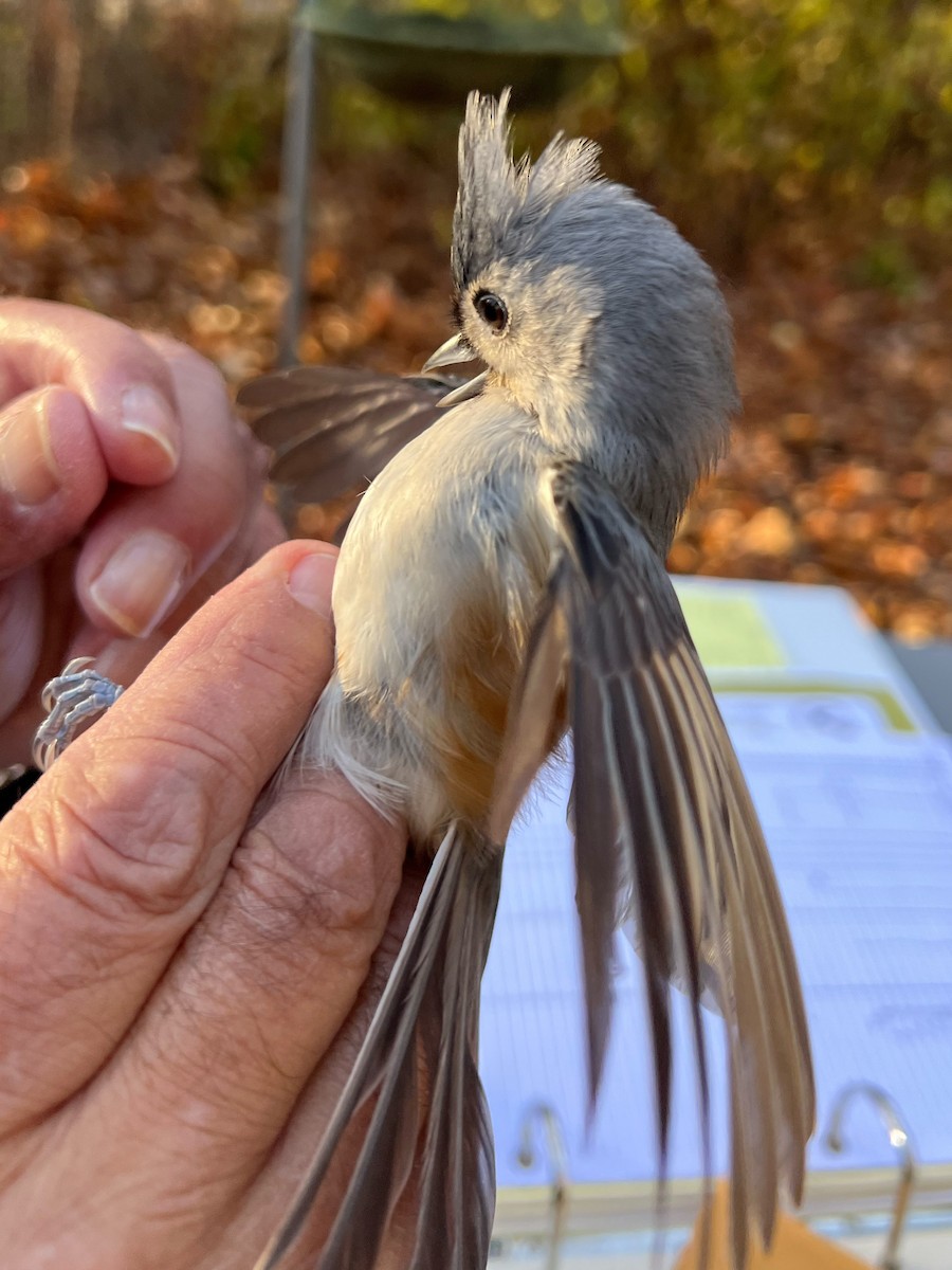 Tufted Titmouse - ML645720864
