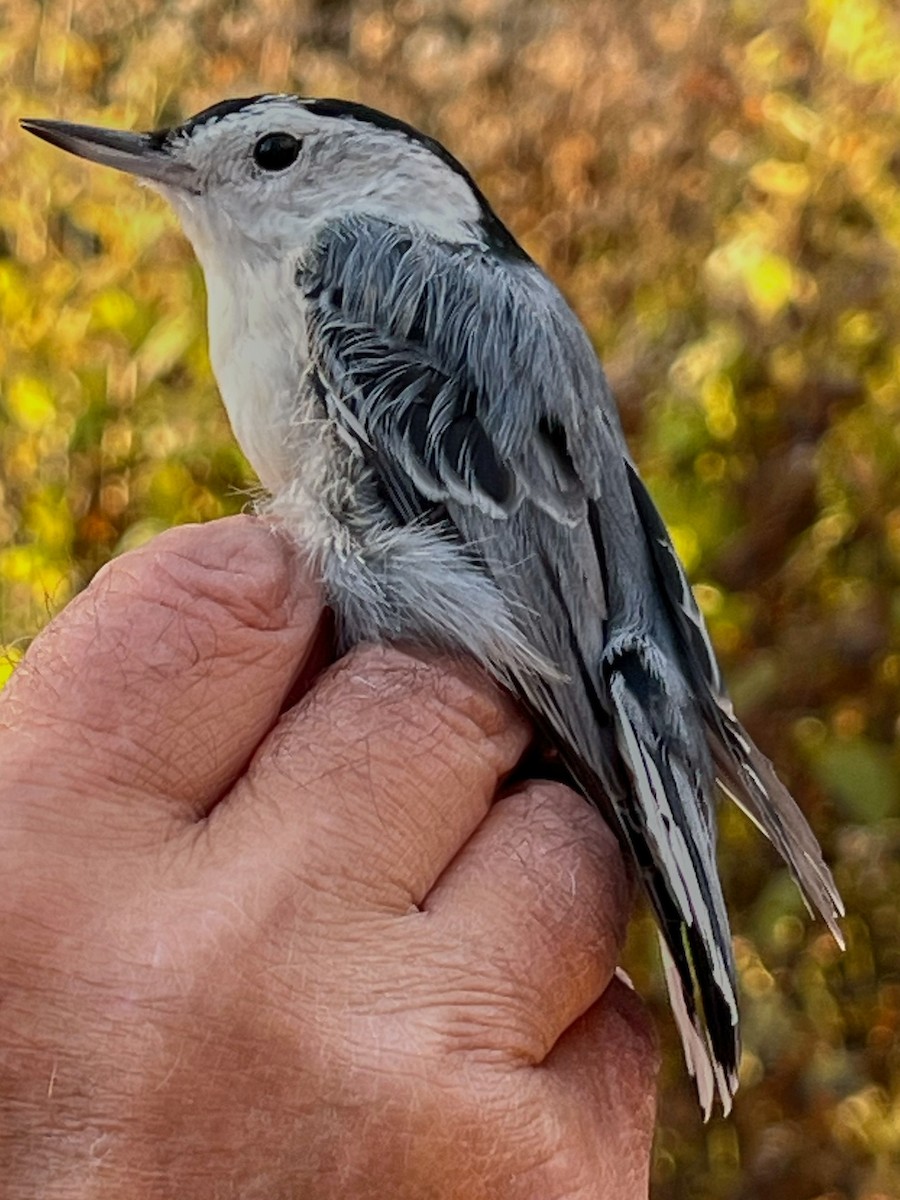 White-breasted Nuthatch (Eastern) - ML645720872