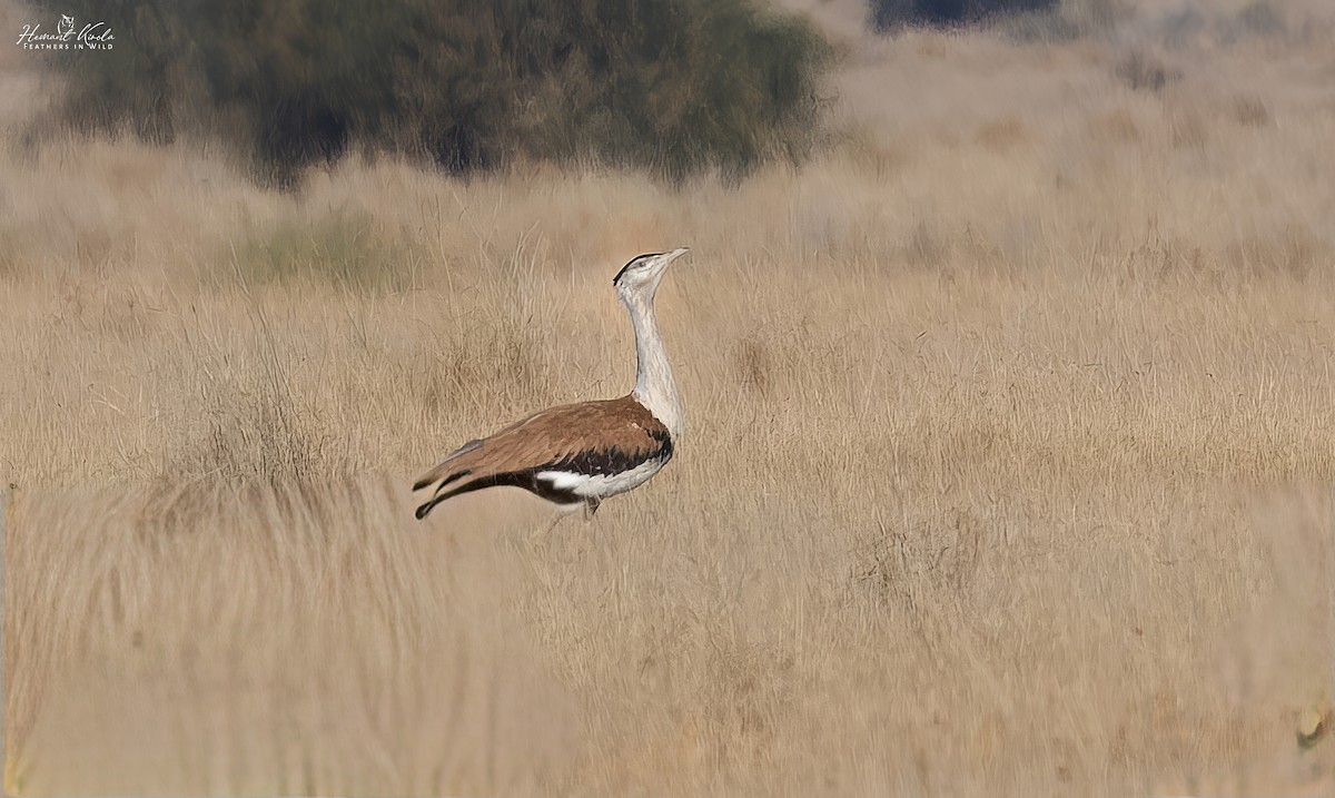 Great Indian Bustard - ML645720873