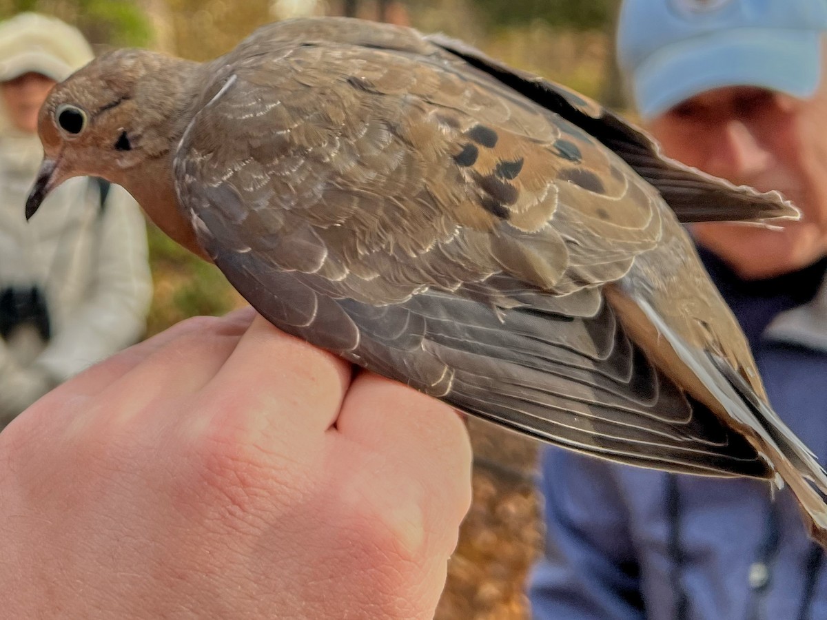 Mourning Dove - ML645720876