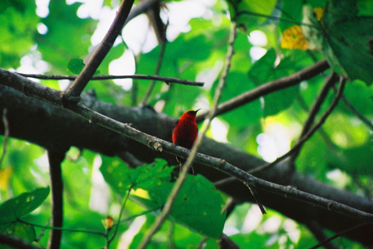 Micronesian Myzomela - ML645720877