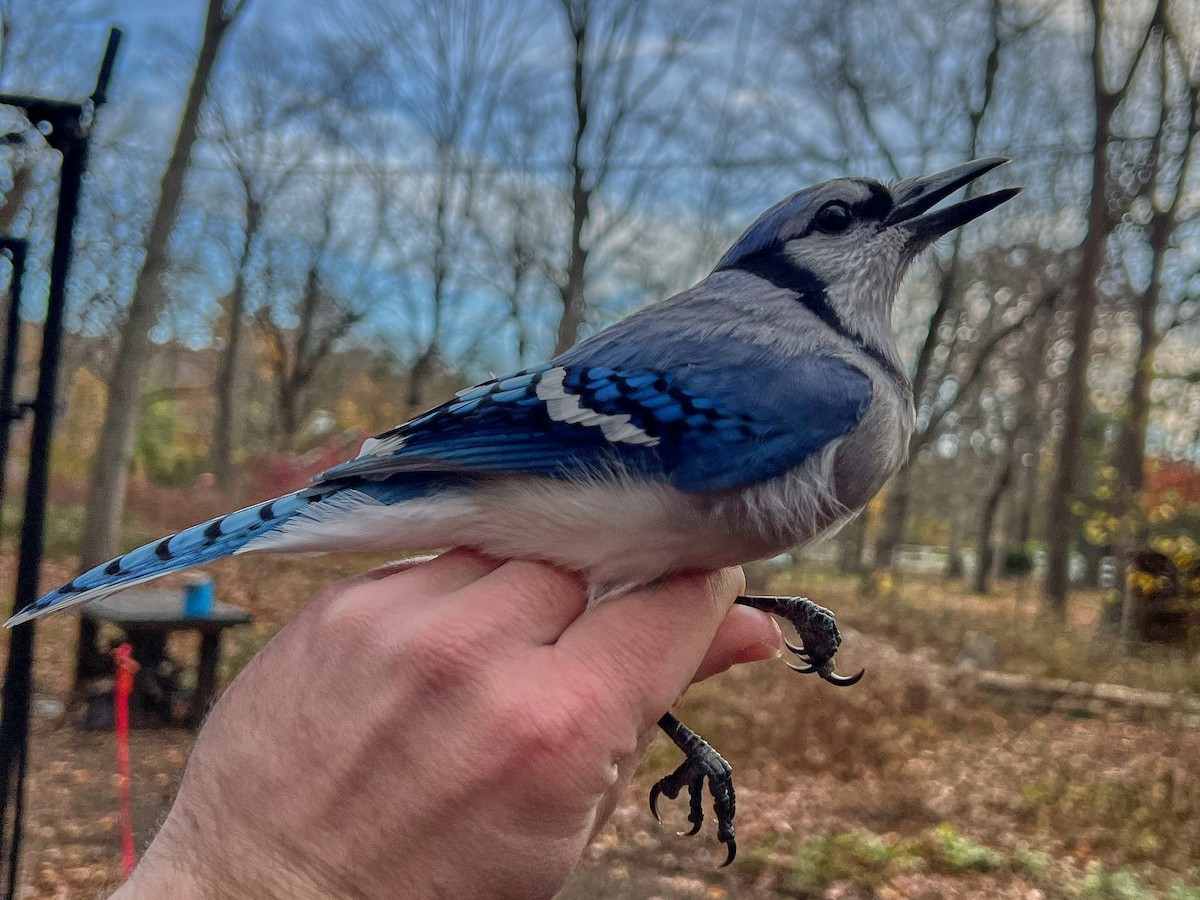 Blue Jay - ML645720882