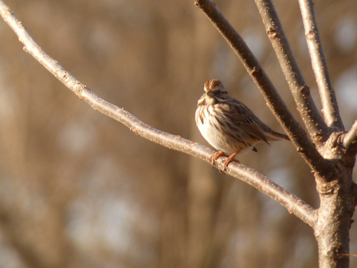 Song Sparrow - ML645720884
