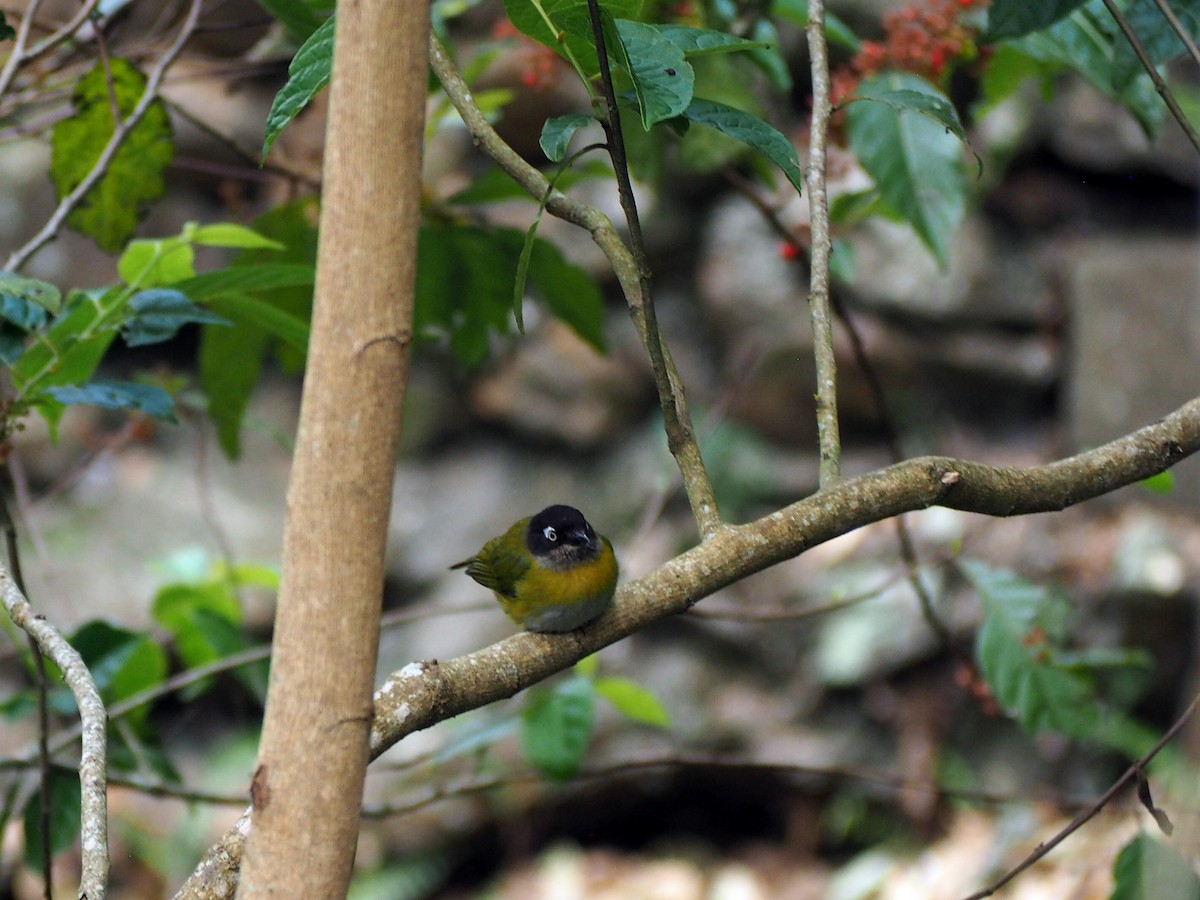 Common Chlorospingus - ML645720885