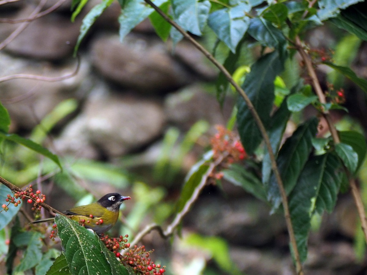 Common Chlorospingus - ML645720886