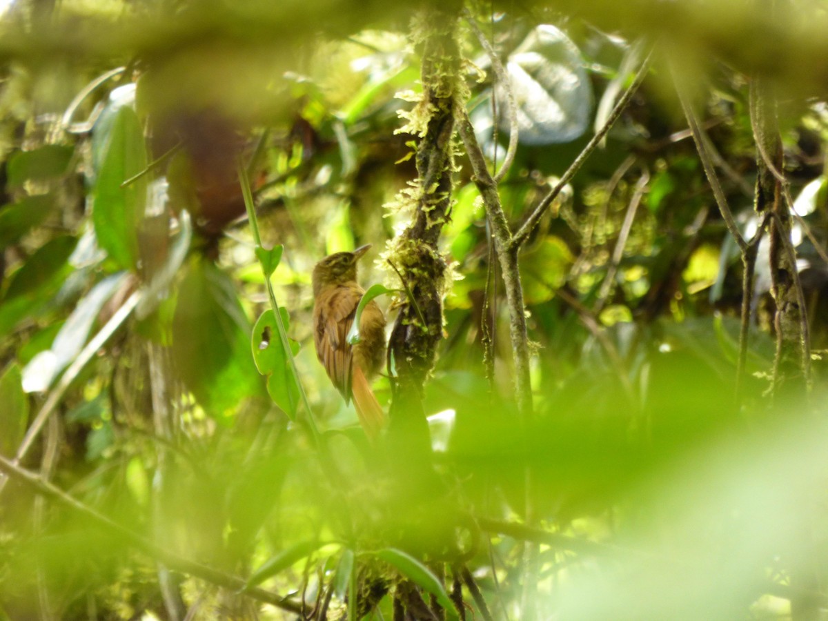 Montane Foliage-gleaner - ML645720888