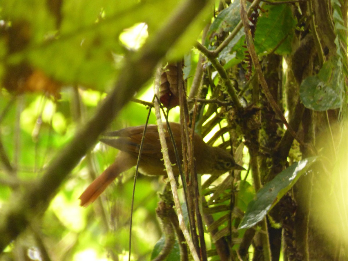 Montane Foliage-gleaner - ML645720889