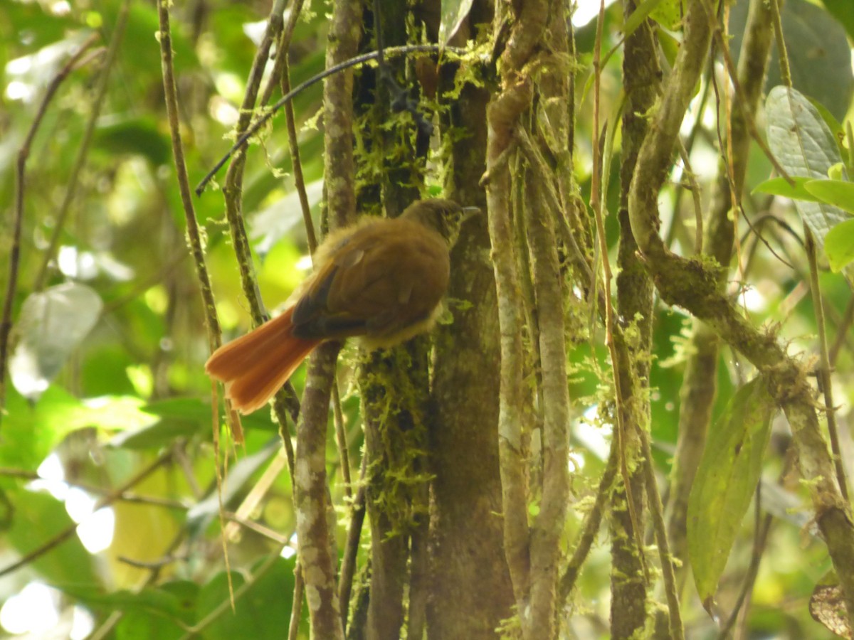 Montane Foliage-gleaner - ML645720890