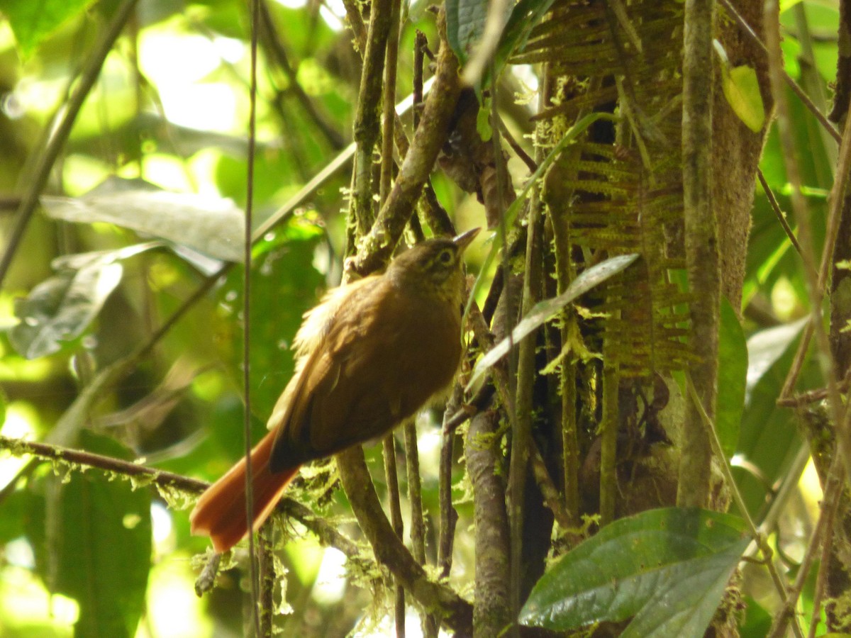 Montane Foliage-gleaner - ML645720891