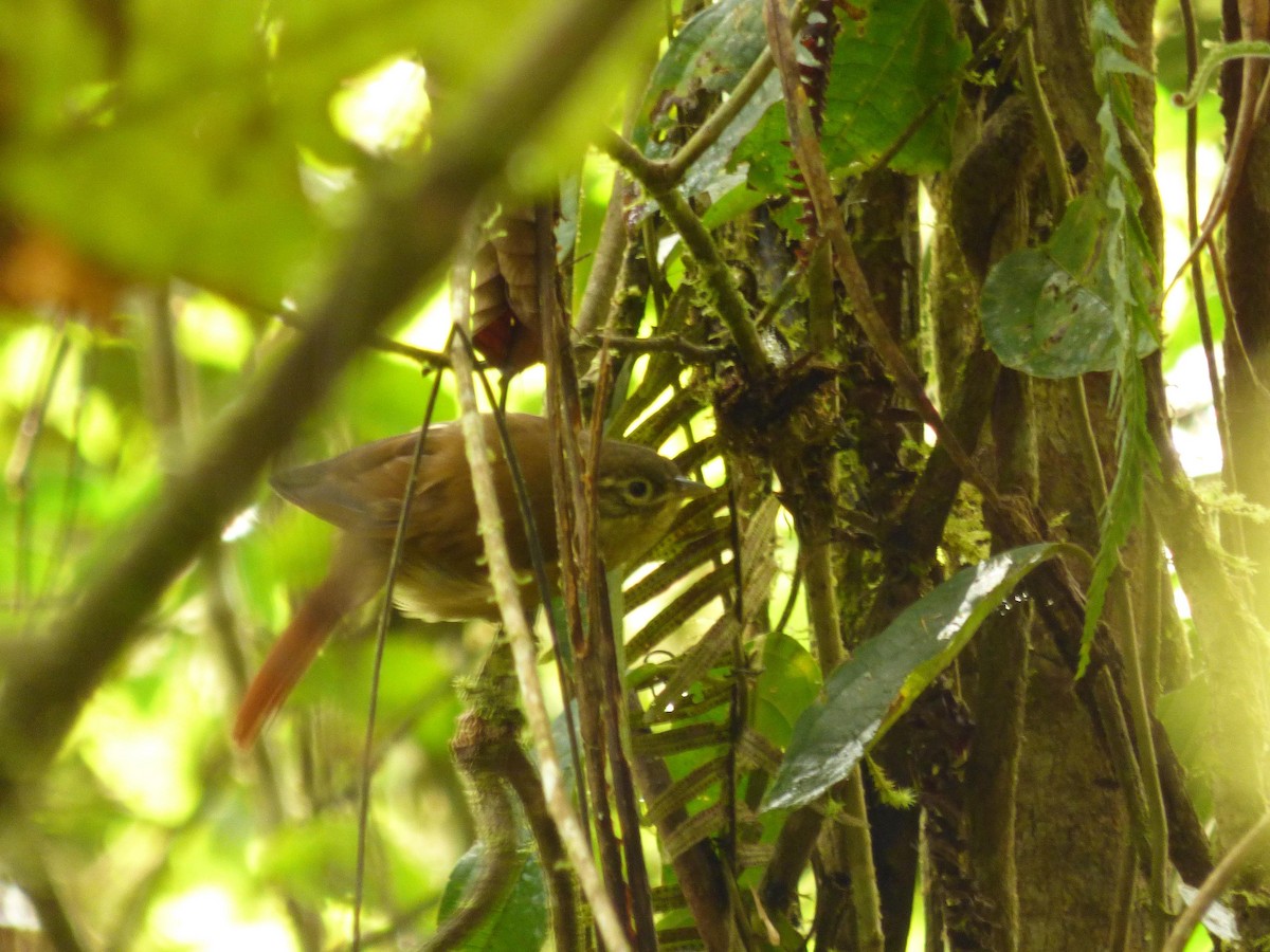 Montane Foliage-gleaner - ML645720892