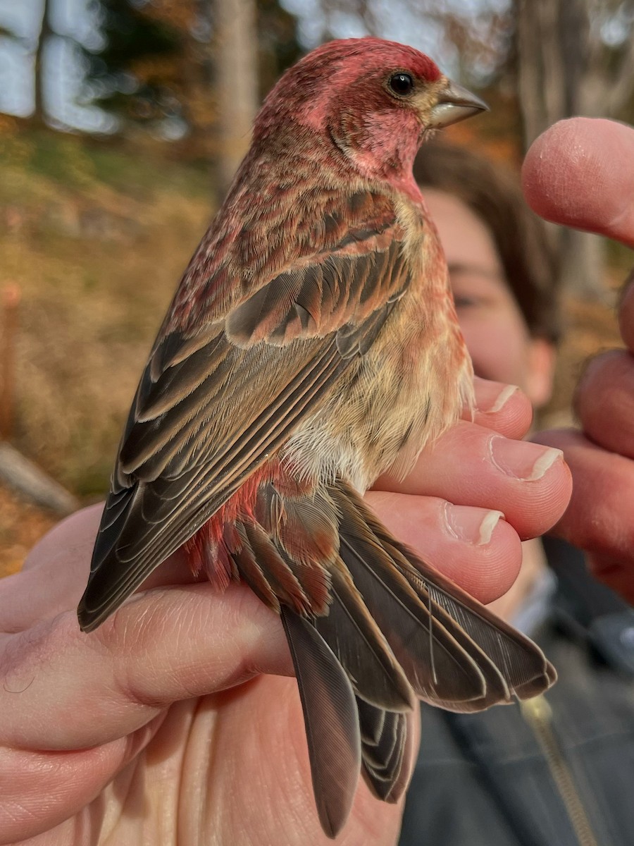 Purple Finch - ML645720896