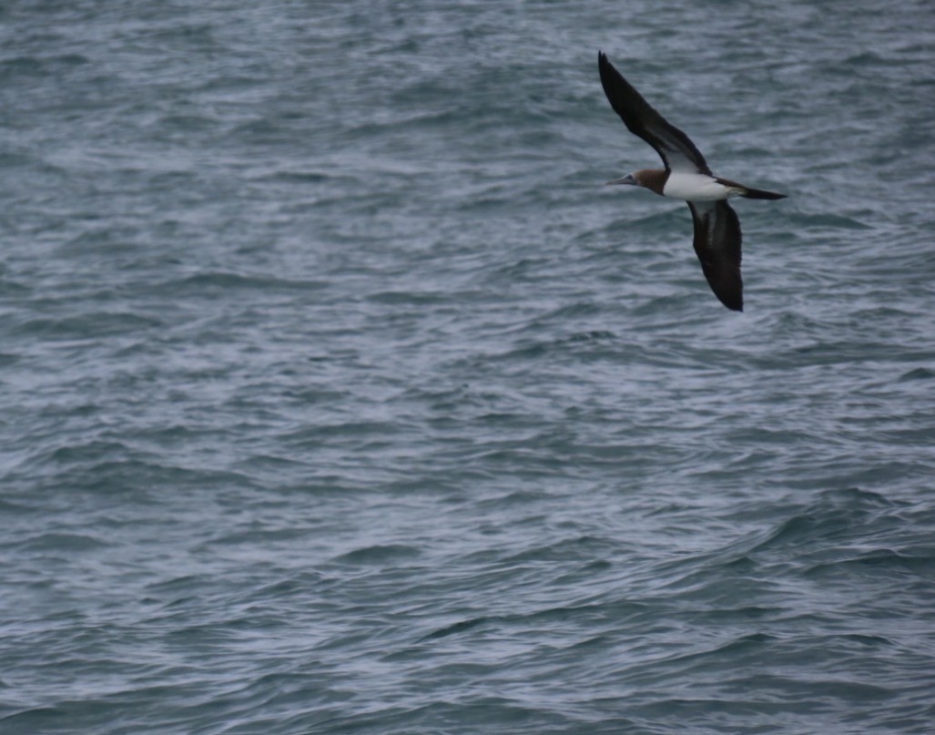 Cocos Booby - ML645720897