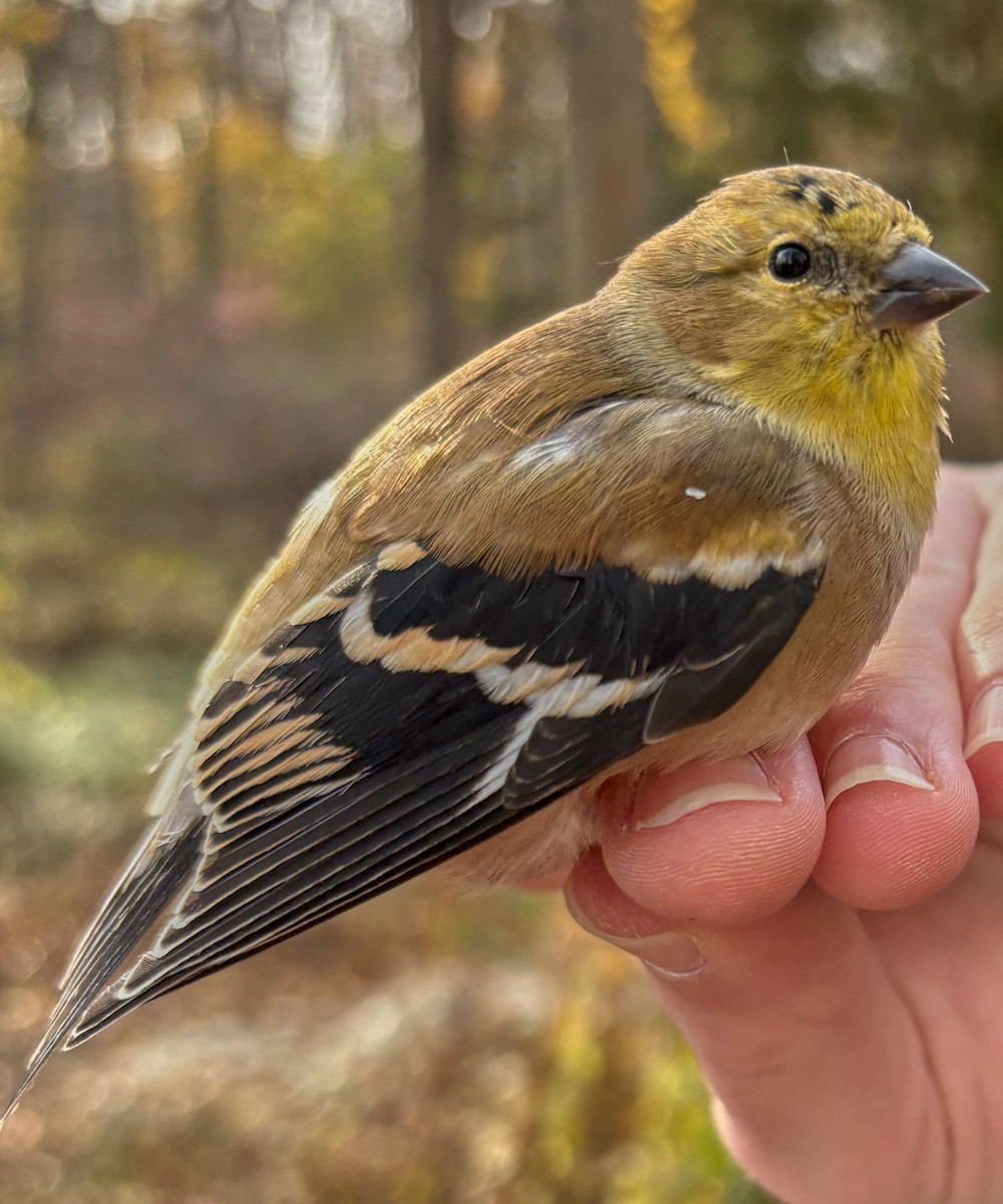 American Goldfinch - ML645720899