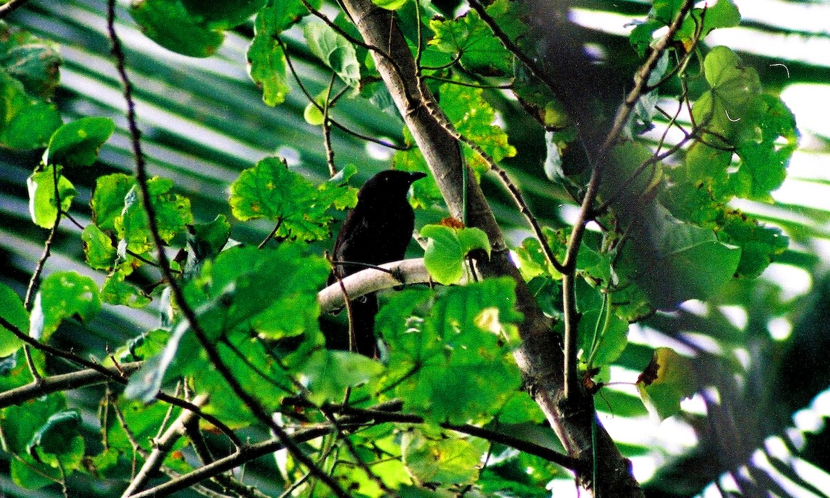 Micronesian Starling - ML645720901