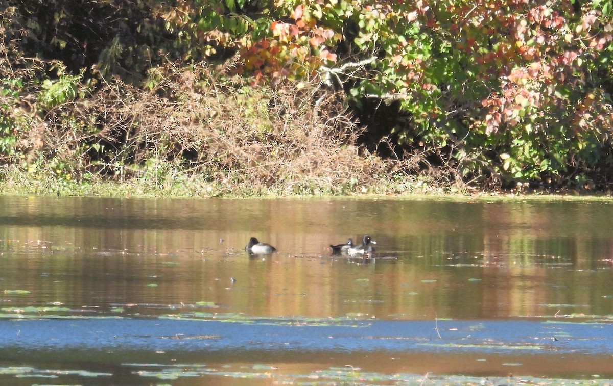 Porrón Acollarado - ML645720902