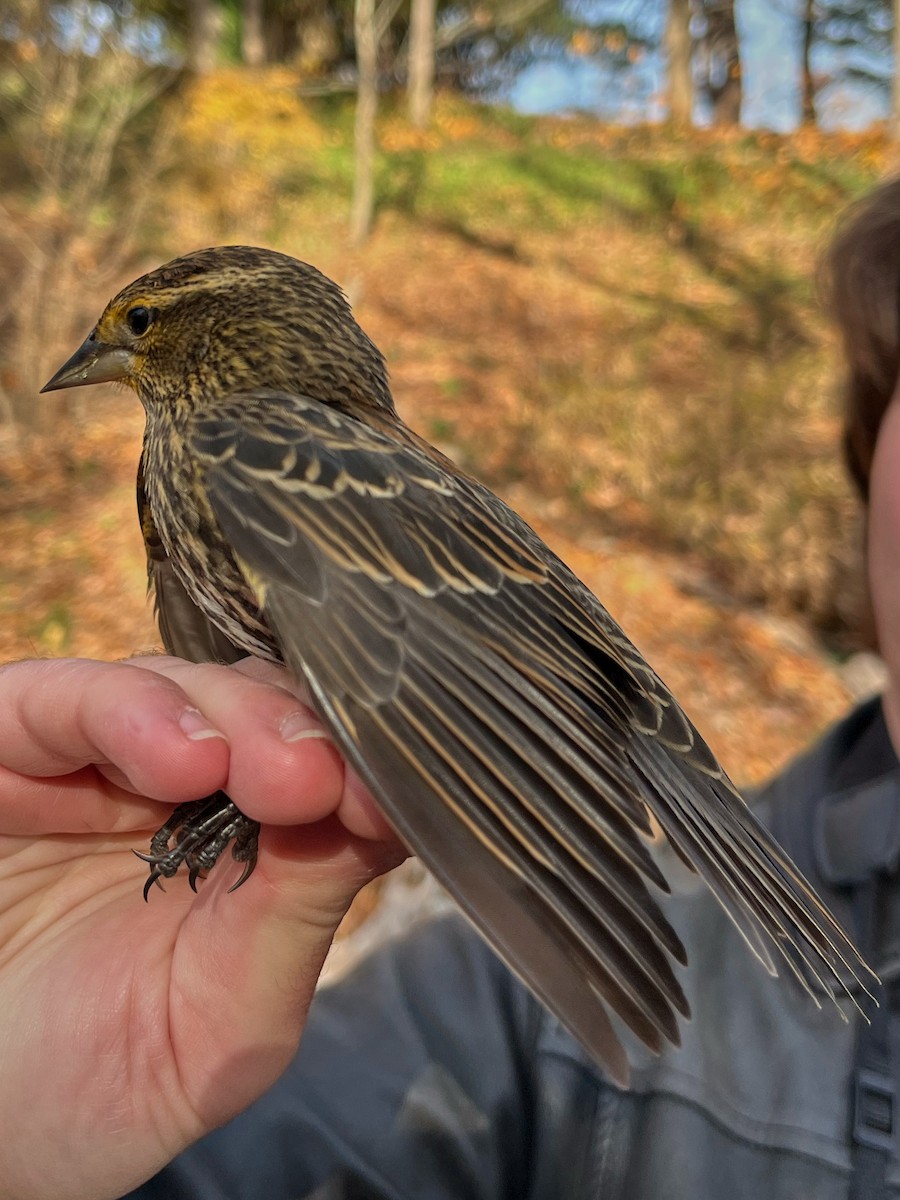 Red-winged Blackbird (Red-winged) - ML645720905